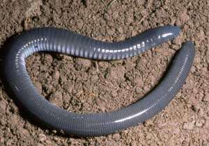 В Индии обнаружены три вида самых первых наземных животных - усатых червяг