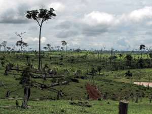 Правительство Бразилии начало кампанию за сохранение экосистемы саванн