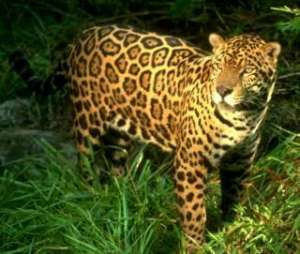 Леопарда, угодившего в высохший колодец в Индии, спасли зоологи