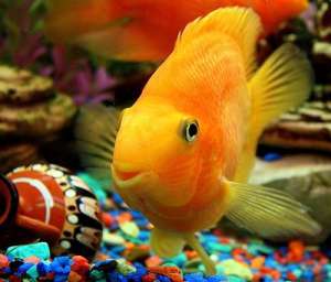 Рыбы могут менять цвет подобно хамелеону