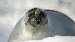 Российские экологи проведут всероссийскую акцию в защиту тюленей