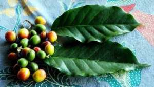 Чашка Явы: криминальное путешествие кофейного дерева