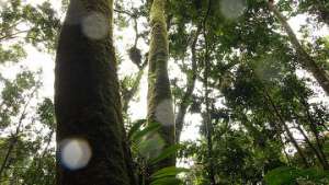 Деятельность человека привела к расширению тропических поясов