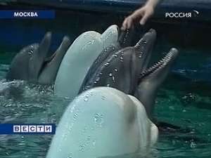 Московский дельфинарий: пока люди спорят, животные гибнут