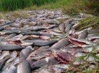 Ученые представили данные о браконьерском промысле лососей на Камчатке