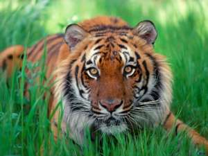 Родословная тигров оказалась древнее, чем считалось