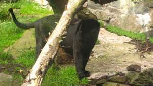 Черная пантера бродит в лесах бельгийских Арденн