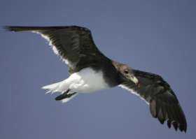 Альбатросам - одним из самых редких птиц в мире грозит гибель в тралах рыболовецких судов у берегов Южной Африки