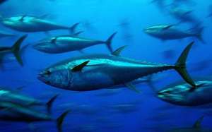 Япония не пойдет на компромиссы по вопросу торговли голубым тунцом
