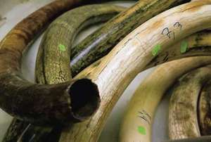 Контрабандисты пытались провезти в Бангкок 1,4 тонны слоновьих бивней